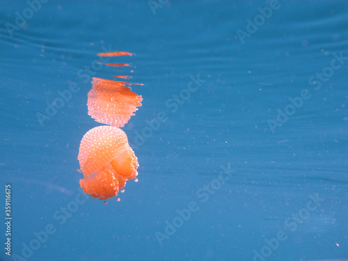Jelly fish in sea.