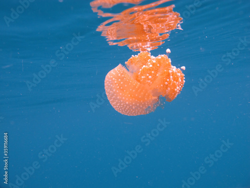 Jelly fish in sea.