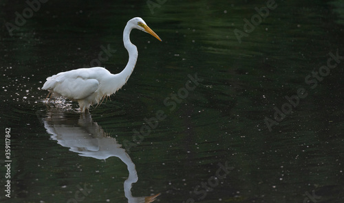 Bright White Plumage on an Egret and his Reflection in a Rippling Pond