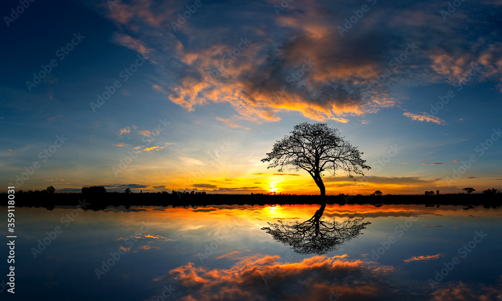 Panorama silhouette tree in africa with sunset.Tree silhouetted against a setting sun reflection on water.Typical african sunset with acacia trees in Masai Mara, Kenya. - obrazy, fototapety, plakaty 