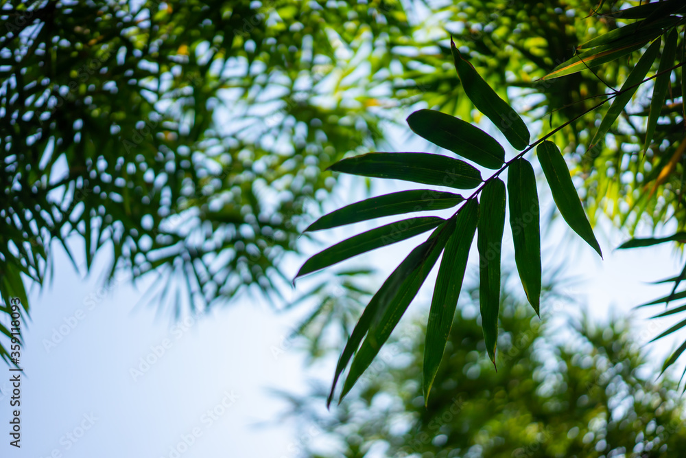 beautiful Bamboo leaf and tree image for Asia theme lifestyle background.