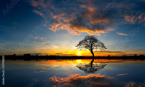 Panorama silhouette tree in africa with sunset.Tree silhouetted against a setting sun reflection on water.Typical african sunset with acacia trees in Masai Mara, Kenya.