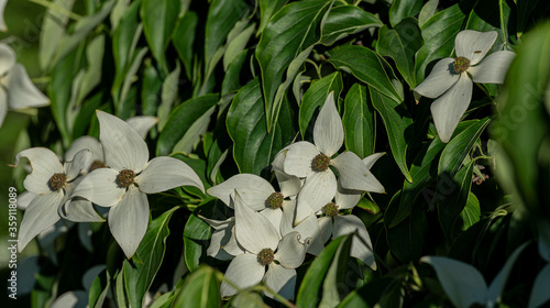 Bright White and Yellow Petal on Close Up of  Kousa Dogwood Blooms