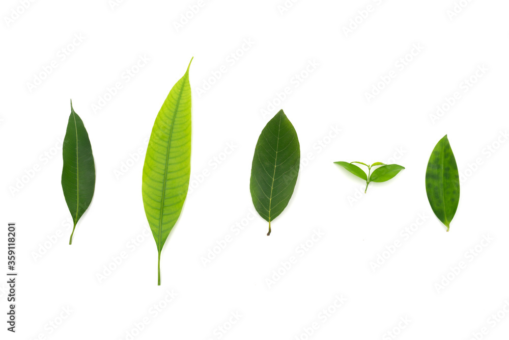 difference leaf shape on the white background. Clipping path.