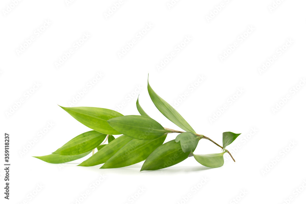 Isolated leaves and branches are laid on the white background in studio light Isolated leaves and branches are laid on the white background in studio light