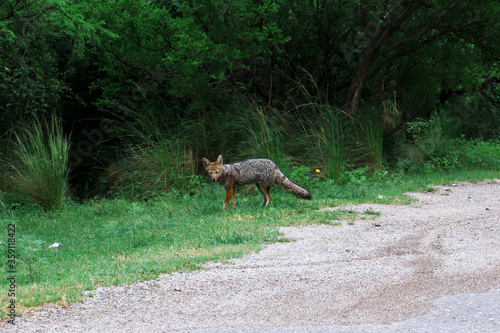 Fototapeta Naklejka Na Ścianę i Meble -  fox in the forest