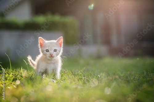 Cute brown Scottish kitten walking and playing on lawn in park in morning. Fresh and lovely. Scottish kitten mixed with Thai cat. cute and naughty of kitten or cat concept. pet animal. Cat crossbreed