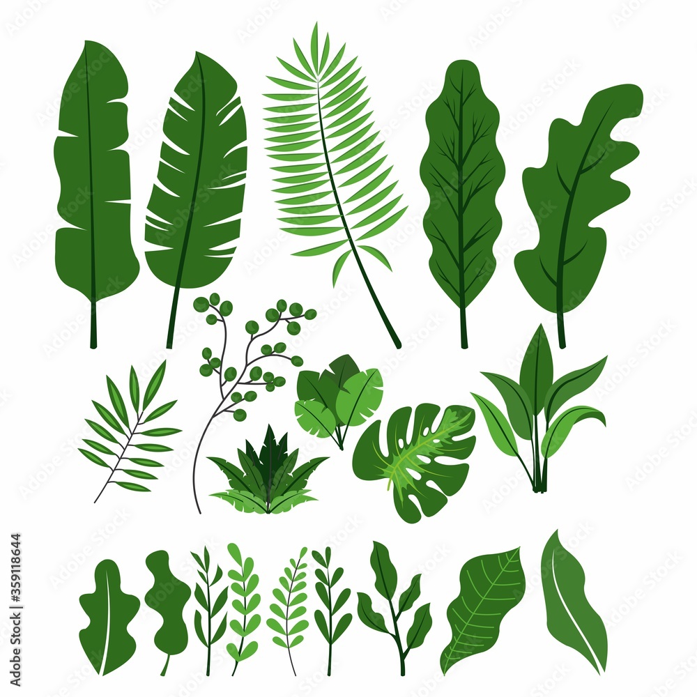 Set collection of green leaves herbs Summer vector