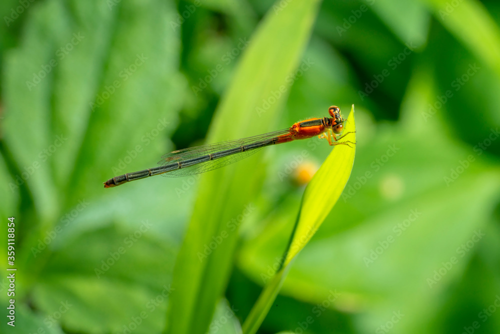 Dragonfly Hunter other insects. Dragonfly on some plants. dragonfly on green grass. Dragonfly Hunter other insects. Dragonfly on some plants. dragonfly on green grass.
