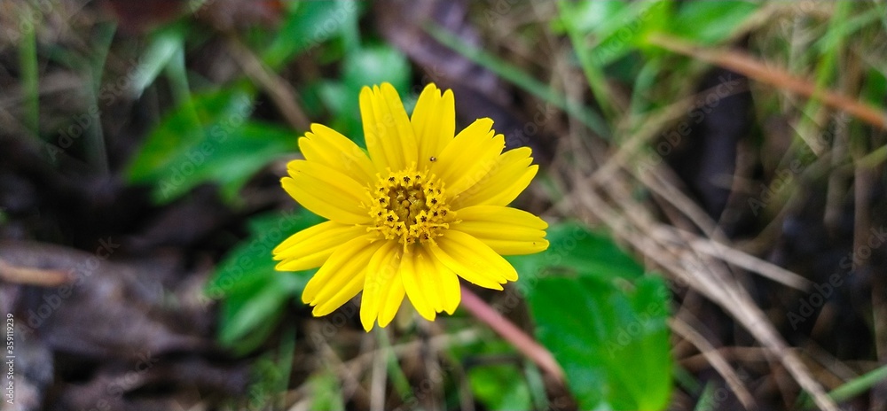 yellow dandelion flower yellow dandelion flower