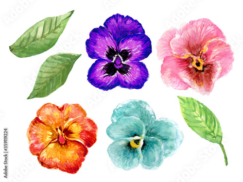 Hand painted floral pansy botanical blossom colorful sweet element set on white