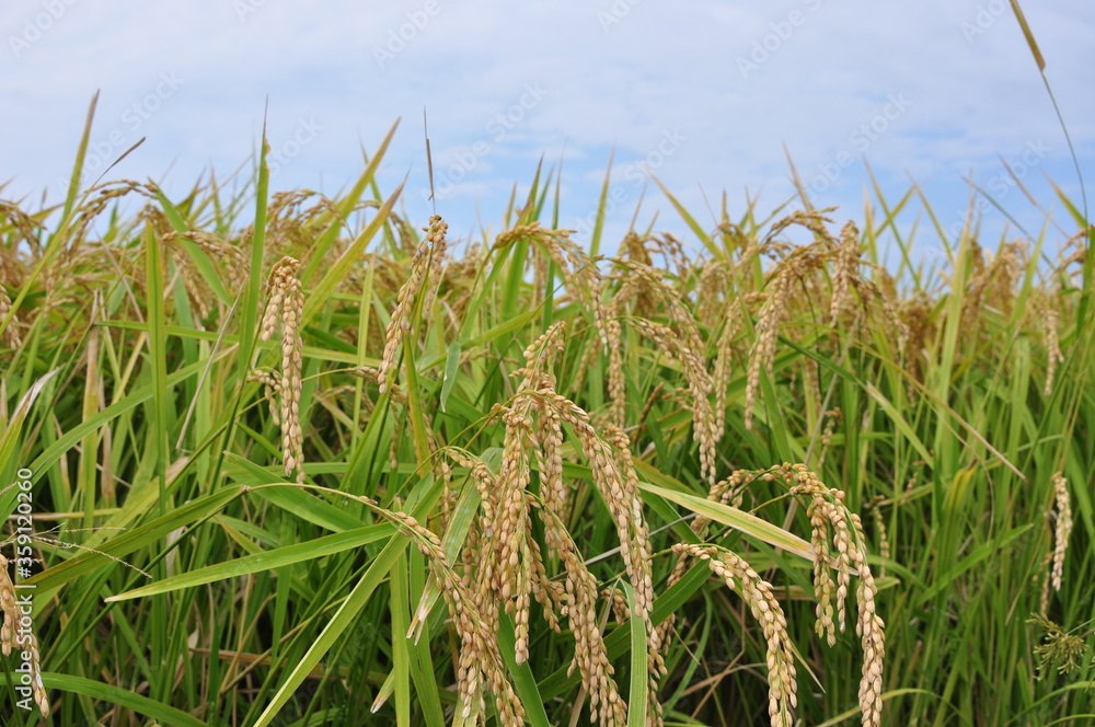 Naklejka premium Rice field in Japan with blue sky