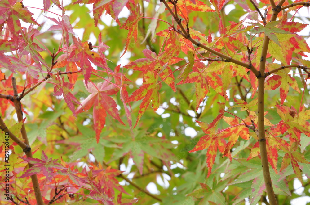 red maple leaves red maple leaves