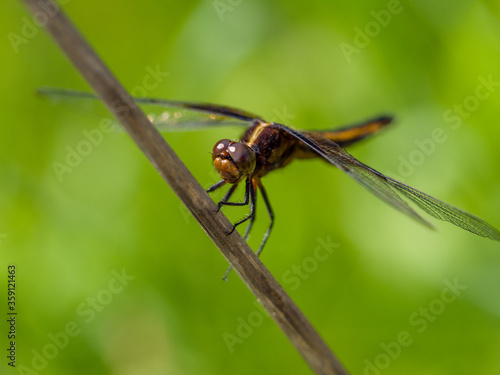 Dragonfly - Female Widow Skimmer