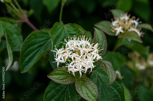 close-up of the flower of a roughleaf dogwood