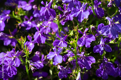 Fototapeta Naklejka Na Ścianę i Meble -  Purple garden flowers in the backyard of a private house close-up.