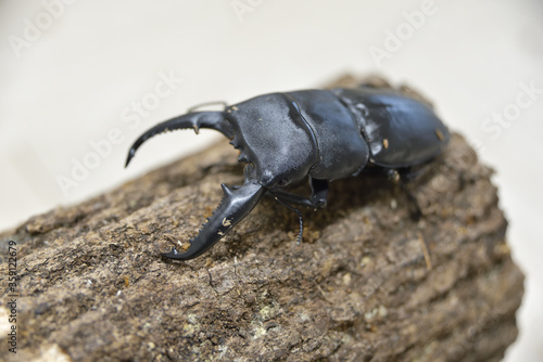 パラワンオオヒラタクワガタ