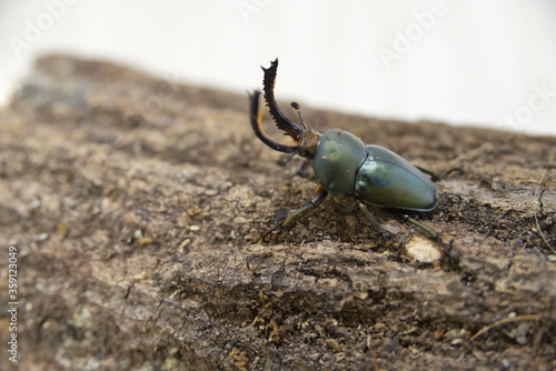 パプワキンイロクワガタ