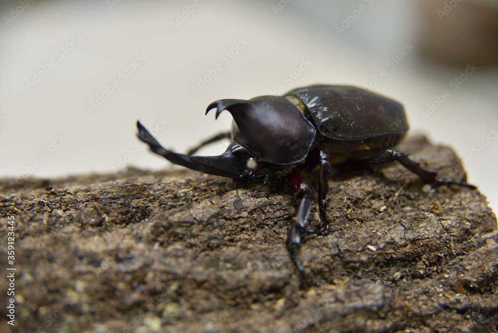 カブトムシ ホワイトアイ カブトムシ ホワイトアイ