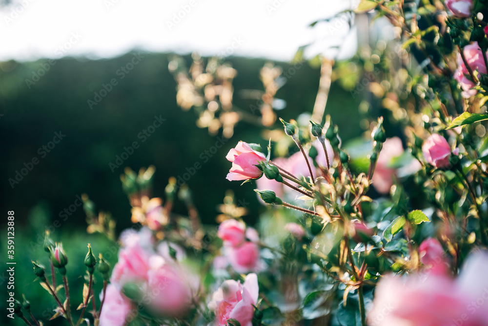 Obraz premium Rosen im Gegenlicht aus dem Garten
