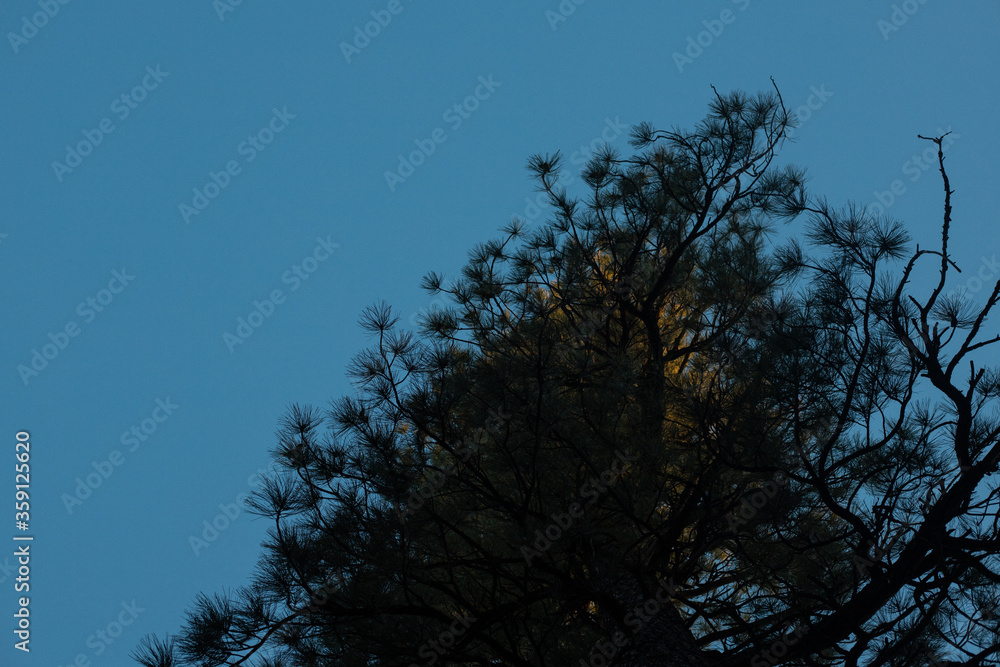 Obraz premium Tree golden hour 