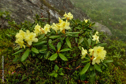 Blooming Rhododendron aureum wildflowers on a foggy day in Siberian mountains near Baikal lake