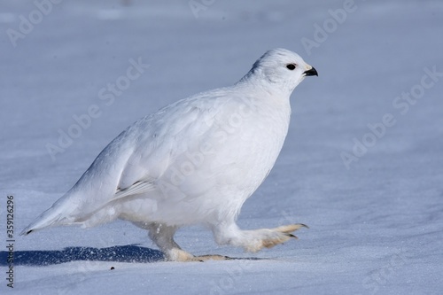 A Willow Ptarmigan wanders through the snow in the Alaskan wilderness.