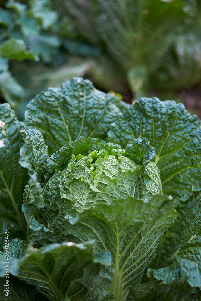 Korea cabbage in the field.
