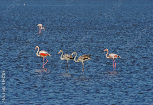 Flamingos photographed in an abandoned salt pans of Ulcinj in Montenegro