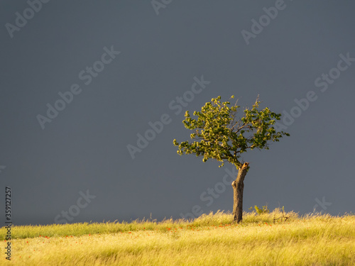 Tableau sur toile lonesome tree in stormy weather