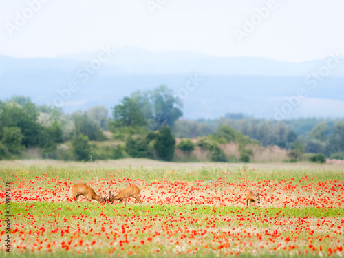 Roebucks fighting on a meadow with poppys in spring