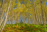 Birch forest on mountain in autumn.