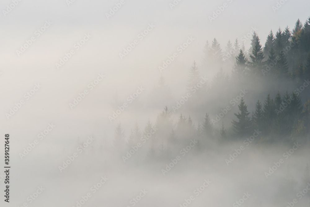 Forest in the morning mist on mountain. Autumn scene. Forest in the morning mist on mountain. Autumn scene.