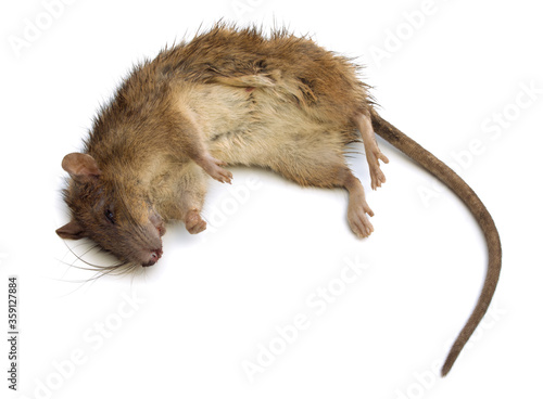 Dead brown rat on white bg. Top view. Stuck rat on white background, with natural shadow. Bitten dead rat, close up shot. Photo of numb rat. Lifeless rodent.