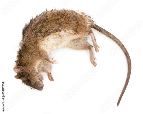 Dead brown rat on white bg. Top view. Stuck rat on white background, with natural shadow. Bitten dead rat, close up shot. Photo of numb rat. Lifeless rodent.