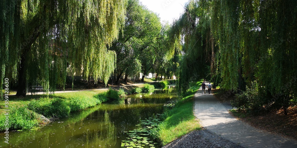 Obraz premium river in the forest