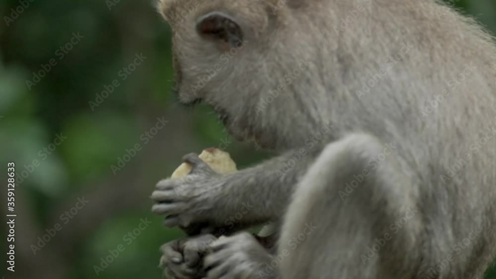 Monkey (Macaca fascicularis) eating and playing in the rainforest, Bali, Indonesia. Slow motion. Monkey (Macaca fascicularis) eating and playing in the rainforest, Bali, Indonesia. Slow motion.