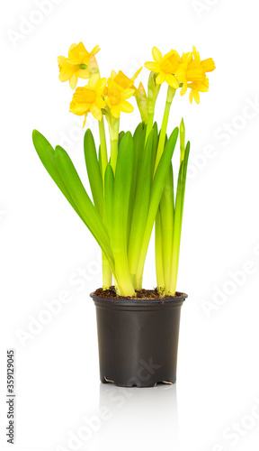 Little early blooming narcissi in small flower pot. Little prevernal daffodil plants, isolated on white background with shadow reflection. Beautiful juvenile narcissuses. Cute vernal yellow daffodil. photo