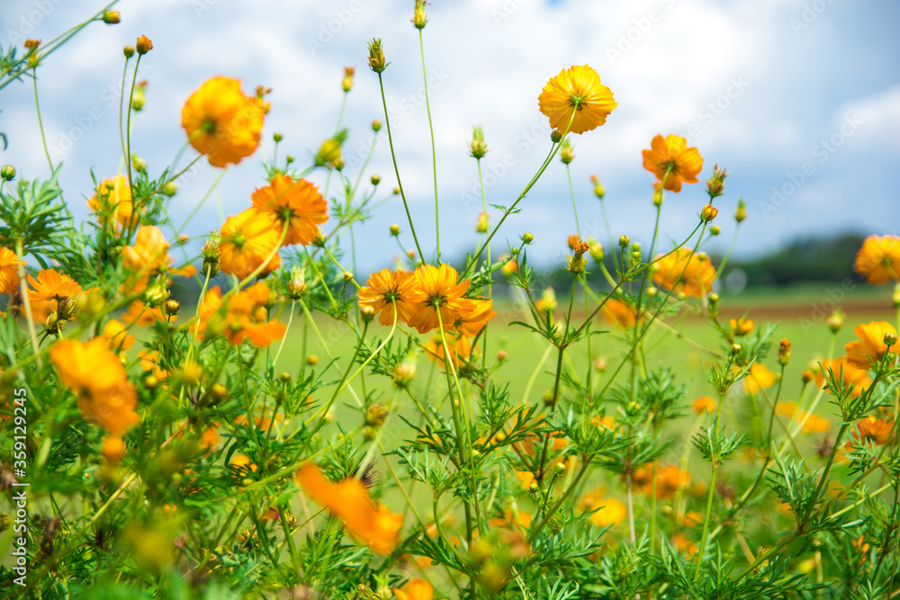 Yellow cosmos flowers with blue sky