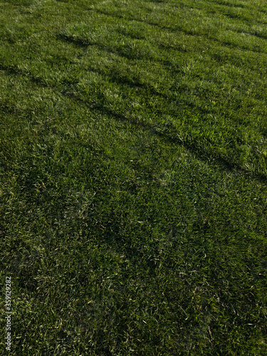 background texture lawn green grass