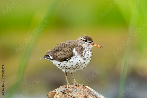 Spotted sandpiper standing on log