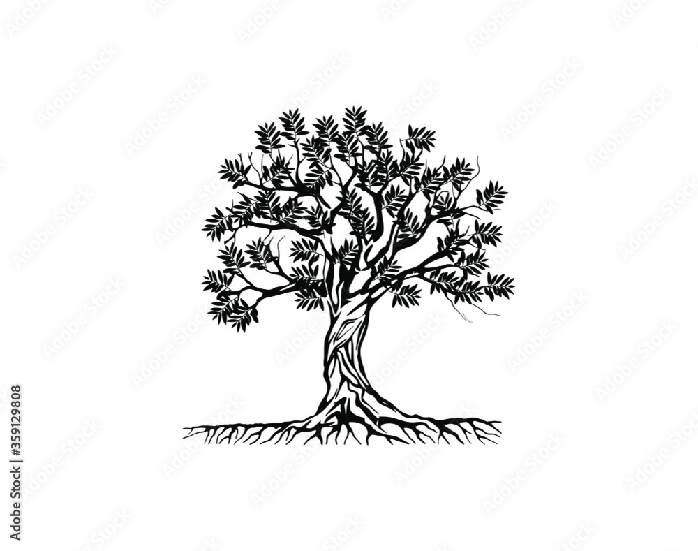 Obraz premium Olive tree vector illustration