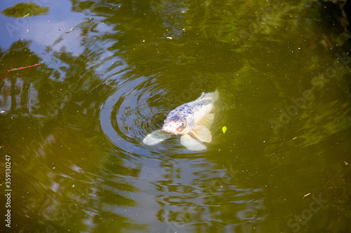 Fish swimming in lake in park