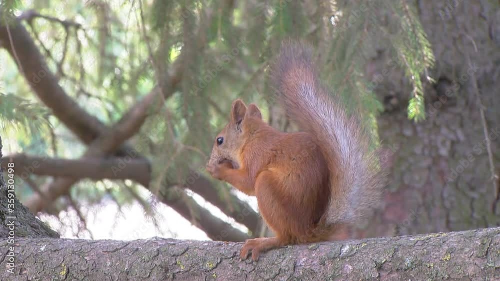 Squirrel sits on a branch and eats a nut Squirrel sits on a branch and eats a nut