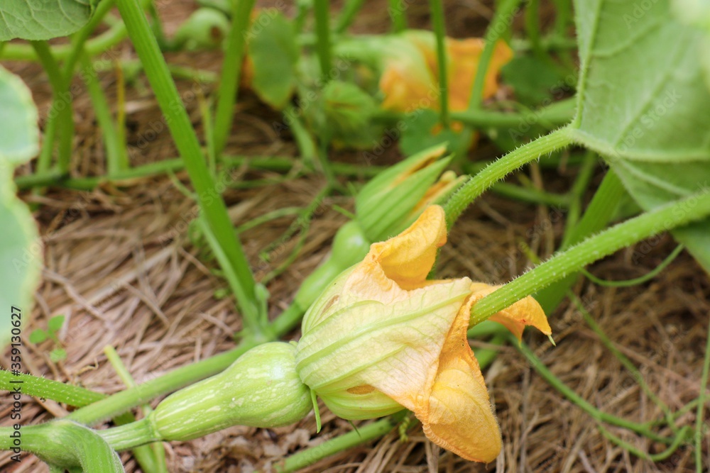 熟れていないバターナッツスクワッシュとその花　ニホンカボチャの一種