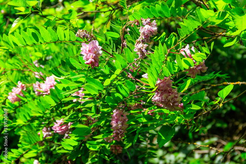 Pink blooming Robinia hispida, known as the bristly locust, rose-acacia, or moss locust