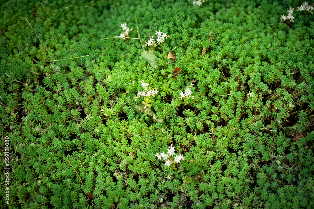 green moss on the ground