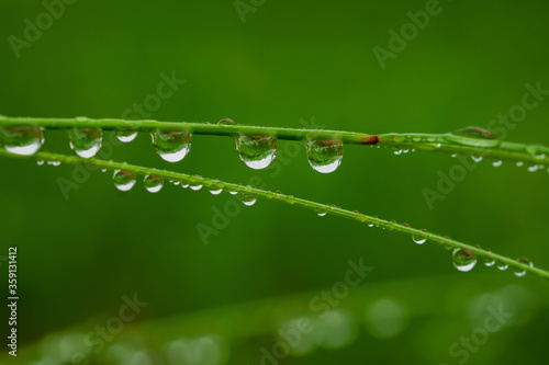 Drops on a green grass.