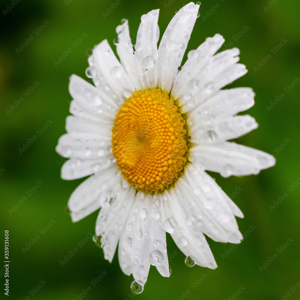 Fototapeta premium Blooming white daisy.