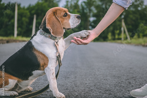 Beagle dog learns to give paw to mistress. walk with the pet. caring for animals. dog paw in human hands